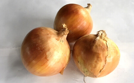 【先行予約・6月発送予定】たまねぎ サイズ不揃い 5kg（約25～30個入） 【数量・期間限定】新潟県産 訳あり 玉ねぎ [Y0017]