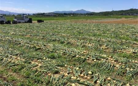 【先行予約・6月発送予定】たまねぎ サイズ不揃い 5kg（約25～30個入） 【数量・期間限定】新潟県産 訳あり 玉ねぎ [Y0017]