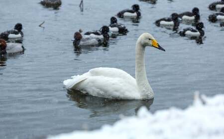 【期間限定】長嶺大池 白鳥マドレーヌ 10個[Y0586]