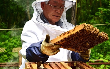 【令和6年産・数量限定】国産 非加熱 純粋はちみつ 300g×2種類（アカシア蜜・黒花槐蜜）食べ比べセット 柏崎産[ZB358]