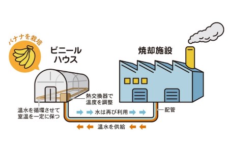 【雪国新潟産バナナ】3本（350g）濃厚な甘さともっちり食感！安心安全の越後バナーナ[ZB325]