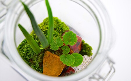 素心園のボトルガーデン（ガラスビンに入った苔テラリウム）[ZB156