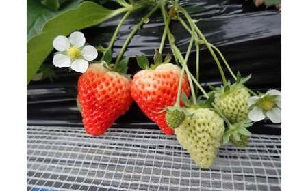 【先行予約・1月～発送】新潟のお姫様いちご♪越後姫（24～36粒）新潟県オリジナル品種[ZB618]