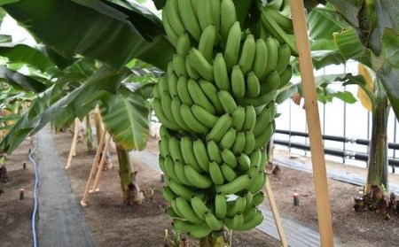 【雪国新潟産バナナ】1.7kg（12～16本）濃厚な甘さともっちり食感！安心安全の越後バナーナ[ZH628]