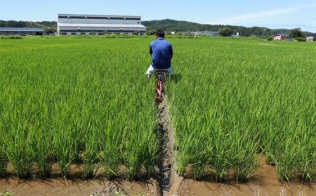 【令和7年産新米】新潟産最上級コシヒカリ「米山プリンセス」 無洗米 5kg  おいしいね アグリード越後のお米 [ZF303]