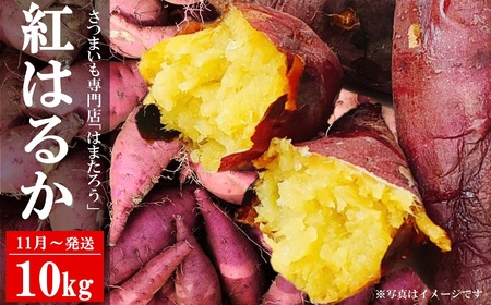 さつまいも 紅はるか 10kg 新潟県柏崎産 はまたろう【数量・期間限定】[ZF323]