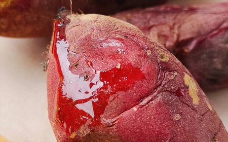 さつまいも 紅はるか 10kg 新潟県柏崎産 はまたろう【数量・期間限定】[ZF323]