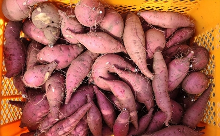 【数量・期間限定】さつまいも 紅あずま 5kg 新潟県柏崎産 はまたろう[ZB570]