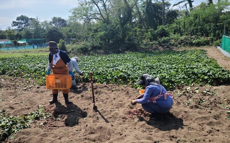 さつまいも 紅あずま 10kg 新潟県柏崎産 はまたろう【数量・期間限定】[ZF324]