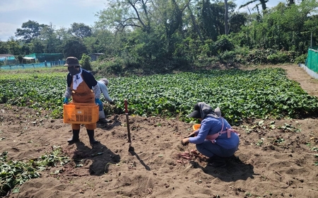 冷凍焼き芋 紅はるか 1.8kg さつまいも 新潟県柏崎産 はまたろう 冷やし芋【数量・期間限定】[ZB571]