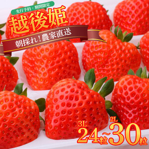 いちご 越後姫 3L～2L 朝採れ いちご 農家直送 いちご 数量限定 いちご 生産者直送 いちご あまい いちご 美味しい いちご いちご C11_02