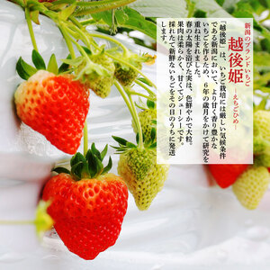 いちご 越後姫 3L～2L 朝採れ いちご 農家直送 いちご 数量限定 いちご 生産者直送 いちご あまい いちご 美味しい いちご いちご C11_02