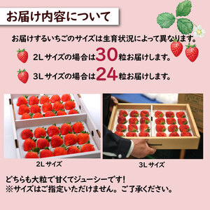 いちご 越後姫 3L～2L 朝採れ いちご 農家直送 いちご 数量限定 いちご 生産者直送 いちご あまい いちご 美味しい いちご いちご C11_02