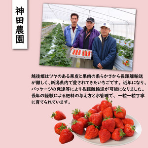 いちご 越後姫 3L～2L 朝採れ いちご 農家直送 いちご 数量限定 いちご 生産者直送 いちご あまい いちご 美味しい いちご いちご C11_02