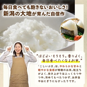 令和7年産 新潟県産こしいぶき 5kg 【 新潟県 新潟産 新潟米 新発田産 新発田 お米 米 こしいぶき とんとん市場 せいだ 5kg 数量限定 玄米 D85_04 】
