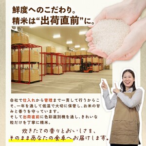 令和7年産 新潟県産こしいぶき 5kg 【 新潟県 新潟産 新潟米 新発田産 新発田 お米 米 こしいぶき とんとん市場 せいだ 5kg 数量限定 玄米 D85_04 】