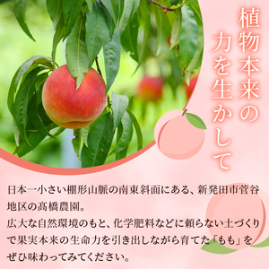 2026年発送 先行予約 桃 品種 おまかせ 厳選セット 約2kg 桃 桃 桃 桃 桃  takahashi001