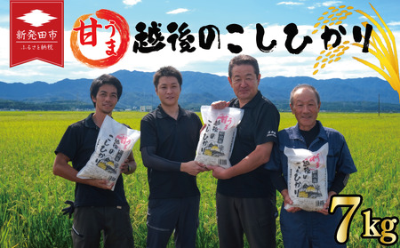 【コシヒカリ】新潟産 7kg 令和7年産 甘うま越後のこしひかり コシヒカリ 白米 toushin006_02