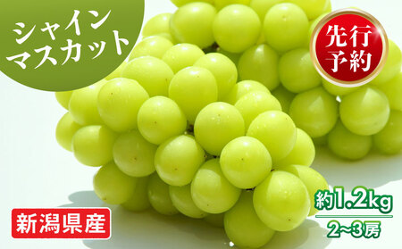 2026年先行予約 シャインマスカット 約1.2kg 2～3房 マスカット 果物 くだもの フルーツ スイーツ 葡萄 ブドウ ぶどう 髙橋農園 新潟県 新発田市 C06_01