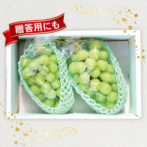 2026年先行予約 シャインマスカット 約1.2kg 2～3房 マスカット 果物 くだもの フルーツ スイーツ 葡萄 ブドウ ぶどう 髙橋農園 新潟県 新発田市 C06_01