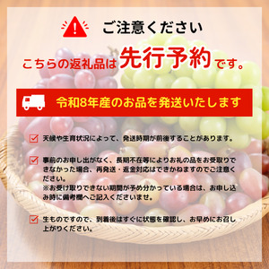 2026年先行予約 シャインマスカット 約1.2kg 2～3房 マスカット 果物 くだもの フルーツ スイーツ 葡萄 ブドウ ぶどう 髙橋農園 新潟県 新発田市 C06_01