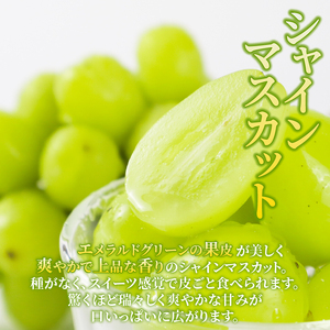 2026年発送 先行予約 果物 定期便 全3回 シャインマスカット 桃 ルレクチェ フルーツ 新潟 新発田 髙橋農園 takahashi004