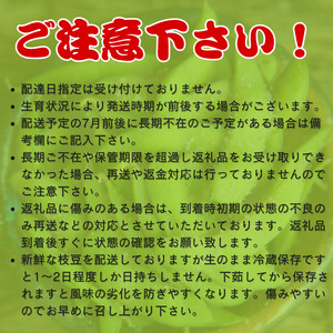 先行予約 えちご茶豆 2kg 枝豆 枝豆 枝豆 枝豆 枝豆 枝豆 枝豆 genzou002