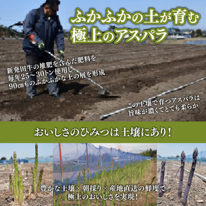【先行予約 令和8年産】  アスパラ 新鮮 朝採り 1kg アスパラガス 甘い 野菜 新潟県 新発田産 hoshino001
