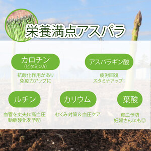 【先行予約 令和8年産】  アスパラ 新鮮 朝採り 1kg アスパラガス 甘い 野菜 新潟県 新発田産 hoshino001