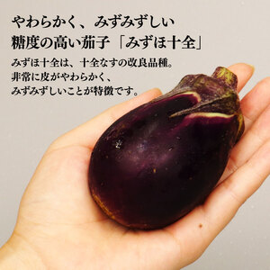 R8年産先行予約 なす 1kg 約15個 みずほ十全 なす なす なす なす なす なす nozofarm002