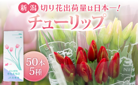 チューリップ 50本 色お任せ 5品種 花 先行予約 花 花 花 花 JA006