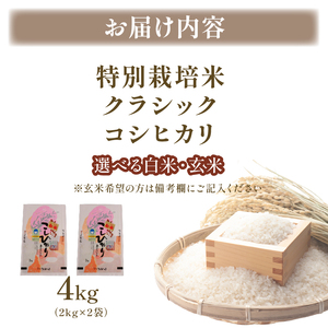【令和7年産】【選べる 玄米 白米 】新潟産コシヒカリ 4kg(2kg×2)《発送日がわかる》 hoshino003