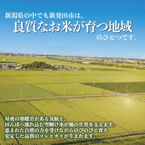 【令和7年産】こしひかり 5kg 精米 5kg x 1袋 白米 新潟県 新発田市 [noguchi003_01]