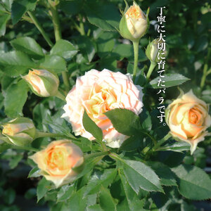 水色 バラ 花束 10本 薔薇 花束 花束 花束 花束 ブーケ G07_01 | 新潟