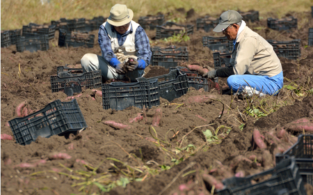 紅はるか 冷凍焼き芋 4袋(約1kg)