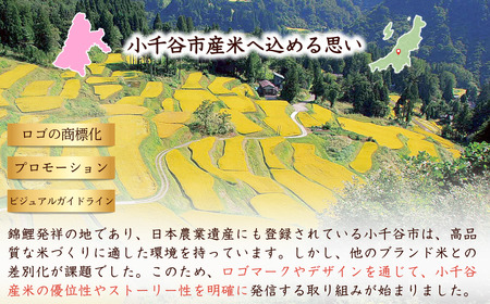 新潟産コシヒカリ 錦の実り Aランク 60kg | 10kg×6回 定期便 新潟県 小千谷市 ブランド認証 令和7年