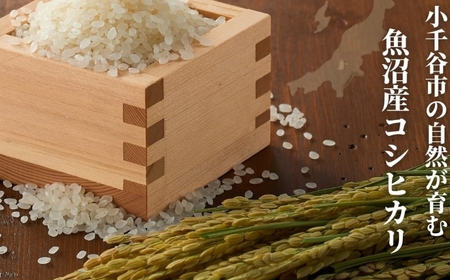 【令和7年 コシヒカリ】魚沼産コシヒカリ「おぢや米」 10kg（5キロ×2）| 新潟県 小千谷市