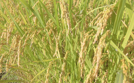 U10P12 令和5年産 魚沼産コシヒカリ特別栽培米「伊乎乃」3kg JGAP認証農場 白米 魚沼 米