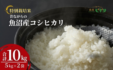 令和7年産 昔ながらの魚沼産コシヒカリ 従来品種 精米 10kg（5kg×2袋）農園ビギン/コシヒカリ 10kg