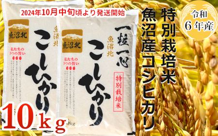 22P299G 【令和6年産】特別栽培米 魚沼産コシヒカリ10kg(5kg×2袋)（(有)グリーン） 白米 魚沼 米 | 新潟県小千谷市 |  ふるさと納税サイト「ふるなび」