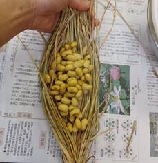 里山を守る自然栽培大豆オーナー 味噌&納豆づくり体験 ポレポレ工房 【0011-0002-01】