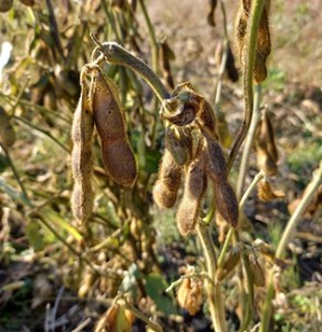 里山を守る自然栽培大豆オーナー 味噌&納豆づくり体験 ポレポレ工房 【0011-0002-01】