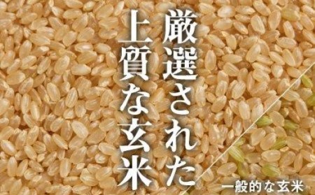 KT10P1 〔玄米 選別品〕 令和5年産魚沼産コシヒカリ 玄米5kg （米太）