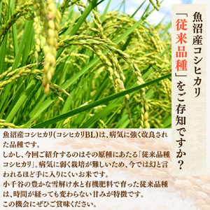 令和7年産 昔ながらの魚沼産コシヒカリ 従来品種 精米 8kg（2kg×4袋）農園ビギン/魚沼産コシヒカリ