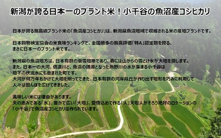 JA15P419 令和6年産魚沼産コシヒカリ5kg【クラフト袋入り】（JA魚沼）白米 魚沼 米