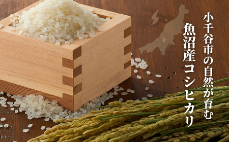 【令和7年産】新潟産コシヒカリ「おぢや米」 6kg（3kg×2）