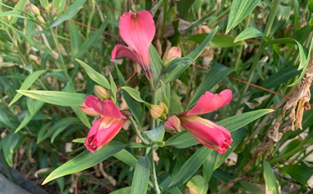 北海道 南幌町 生産者直送! 福井さんのアルストロメリア 花束 3色 (白・黄・ピンク) おまかせMIX 40本 数量限定  花 贈り物 ギフト お祝い 記念日 北海道 南幌町 NP1-280