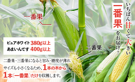 北海道産 とうもろこし ピュアホワイト20本 令和7年発送