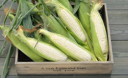 北海道産 とうもろこし 令和8年発送 ピュアホワイト10本とうきび スイートコーン 南幌町 NP1-175