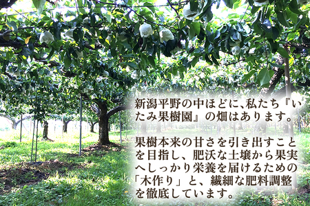 【2025年先行予約】新潟県産 厳選 豊水梨 3kg（6～8玉）《9月上旬以降発送》果物 フルーツ ほうすい 加茂市 いたみ果樹園 梨 豊水梨 梨 梨 梨 梨 梨